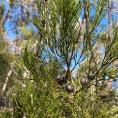 Callitris endlicheri at Cocoparra National Park - 23 Jun 2024