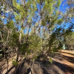 Callitris endlicheri at Cocoparra National Park - 23 Jun 2024