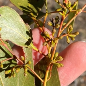 Eucalyptus populnea at Cocoparra National Park - 23 Jun 2024