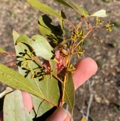 Eucalyptus populnea at Cocoparra National Park - 23 Jun 2024 01:54 PM