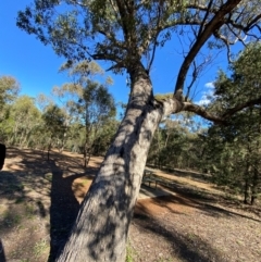 Eucalyptus populnea at Cocoparra National Park - 23 Jun 2024 01:54 PM