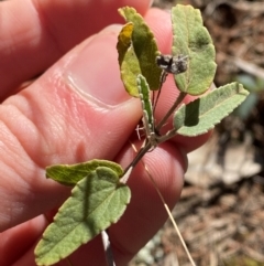 Sida cunninghamii (Ridge Sida) at Cocoparra National Park - 23 Jun 2024 by Tapirlord