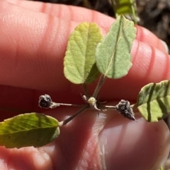 Sida cunninghamii at Cocoparra National Park - 23 Jun 2024