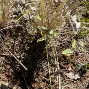 Sida cunninghamii at Cocoparra National Park - 23 Jun 2024