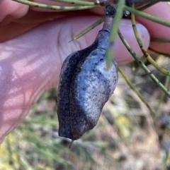 Hakea tephrosperma (Hooked Needlewood) at Cocoparra National Park - 23 Jun 2024 by Tapirlord