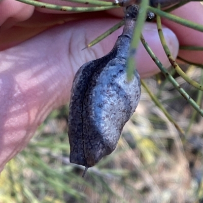 Hakea tephrosperma (Hooked Needlewood) at Cocoparra National Park - 23 Jun 2024 by Tapirlord