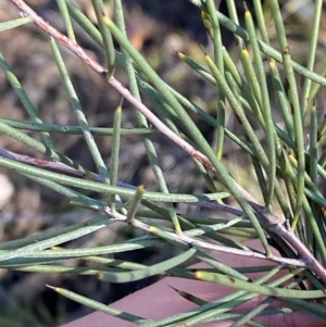 Hakea tephrosperma at Cocoparra National Park - 23 Jun 2024