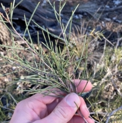 Hakea tephrosperma at Cocoparra National Park - 23 Jun 2024