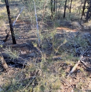 Hakea tephrosperma at Cocoparra National Park - 23 Jun 2024