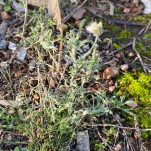 Hakea tephrosperma at Cocoparra National Park - 23 Jun 2024