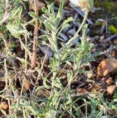 Vittadinia gracilis (New Holland Daisy) at Cocoparra National Park - 23 Jun 2024 by Tapirlord