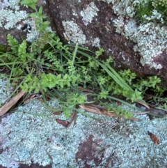 Wahlenbergia stricta subsp. alterna at Cocoparra National Park - 23 Jun 2024