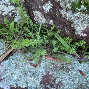 Wahlenbergia stricta subsp. alterna at Cocoparra National Park - 23 Jun 2024 01:36 PM