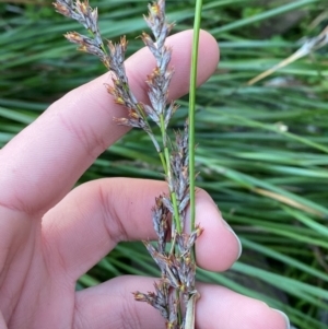 Lepidosperma laterale at Cocoparra National Park - 23 Jun 2024