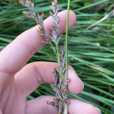 Lepidosperma laterale (Variable Sword Sedge) at Cocoparra National Park - 23 Jun 2024 by Tapirlord