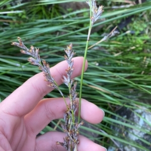 Lepidosperma laterale at Cocoparra National Park - 23 Jun 2024