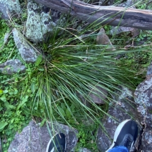 Lepidosperma laterale at Cocoparra National Park - 23 Jun 2024