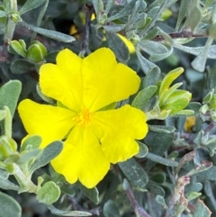 Hibbertia obtusifolia (Grey Guinea-flower) at Cocoparra National Park - 23 Jun 2024 by Tapirlord