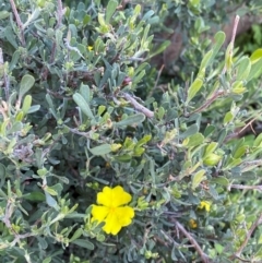 Hibbertia obtusifolia at Cocoparra National Park - 23 Jun 2024