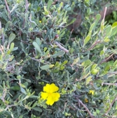 Hibbertia obtusifolia at Cocoparra National Park - 23 Jun 2024 01:34 PM