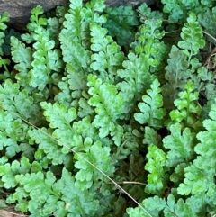 Pleurosorus rutifolius (Blanket Fern) at Cocoparra National Park - 23 Jun 2024 by Tapirlord