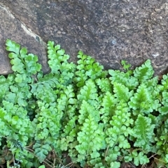 Pleurosorus rutifolius at Cocoparra National Park - 23 Jun 2024