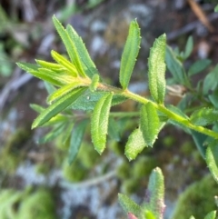 Gonocarpus elatus (Hill Raspwort) at Cocoparra National Park - 23 Jun 2024 by Tapirlord