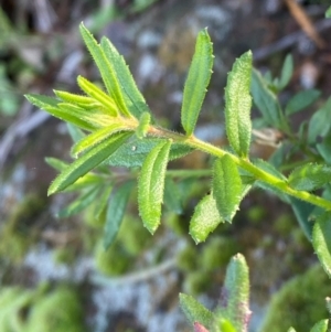 Gonocarpus elatus at Cocoparra National Park - 23 Jun 2024