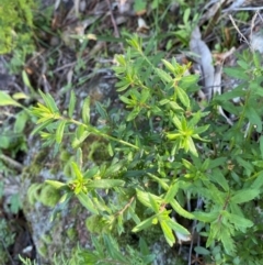 Gonocarpus elatus at Cocoparra National Park - 23 Jun 2024