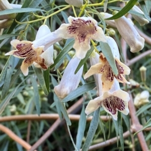 Pandorea pandorana at Cocoparra National Park - 23 Jun 2024