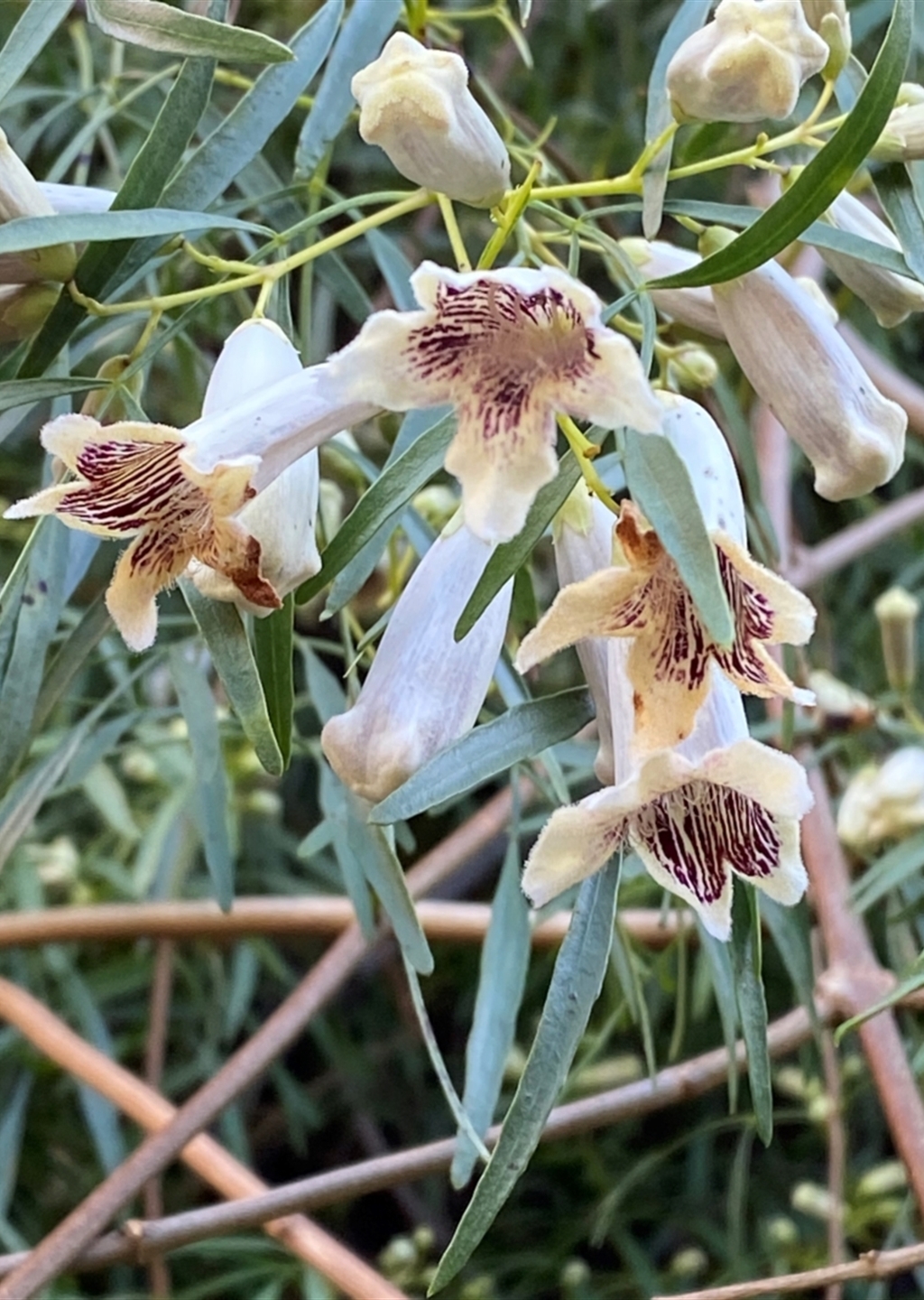 Pandorea pandorana at Cocoparra National Park - Riverina Murray