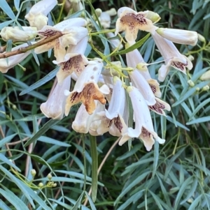 Pandorea pandorana at Cocoparra National Park - 23 Jun 2024