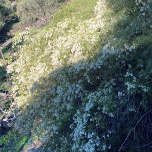 Pandorea pandorana at Cocoparra National Park - 23 Jun 2024