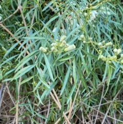 Pandorea pandorana at Cocoparra National Park - 23 Jun 2024