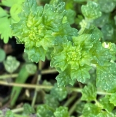 Dysphania melanocarpa (Keeled Goosefoot) at Cocoparra National Park - 23 Jun 2024 by Tapirlord