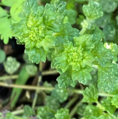 Dysphania melanocarpa (Keeled Goosefoot) at Cocoparra National Park - 23 Jun 2024 by Tapirlord