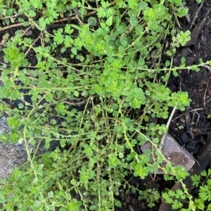 Dysphania melanocarpa at Cocoparra National Park - 23 Jun 2024