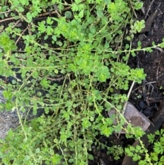 Dysphania melanocarpa at Cocoparra National Park - 23 Jun 2024