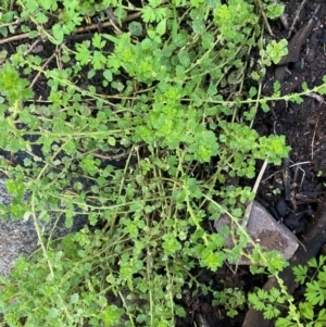 Dysphania melanocarpa at Cocoparra National Park - 23 Jun 2024