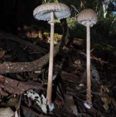 Macrolepiota clelandii (Macrolepiota clelandii) at Narooma, NSW - 16 Apr 2024 by Bushrevival