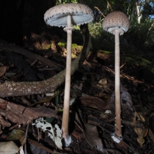 Macrolepiota clelandii at Narooma, NSW - 16 Apr 2024 09:19 AM