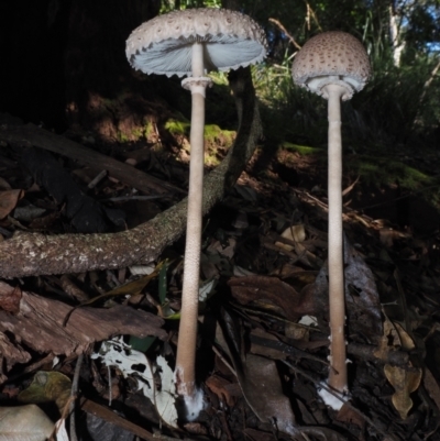 Macrolepiota clelandii (Macrolepiota clelandii) at Narooma, NSW - 16 Apr 2024 by Bushrevival