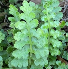 Asplenium subglandulosum (Blanket Fern) at Cocoparra National Park - 23 Jun 2024 by Tapirlord