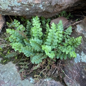 Asplenium subglandulosum at Cocoparra National Park - 23 Jun 2024 01:19 PM