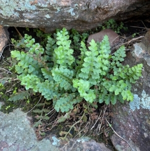 Asplenium subglandulosum at Cocoparra National Park - 23 Jun 2024