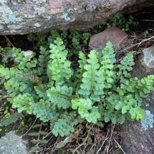Asplenium subglandulosum at Cocoparra National Park - 23 Jun 2024 01:19 PM