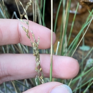 Juncus remotiflorus at Cocoparra National Park - 23 Jun 2024