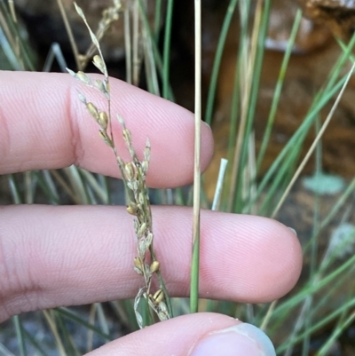 Juncus remotiflorus (Diffuse Rush) at Cocoparra National Park - 23 Jun 2024 by Tapirlord