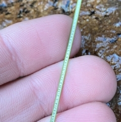 Juncus remotiflorus at Cocoparra National Park - 23 Jun 2024 01:18 PM