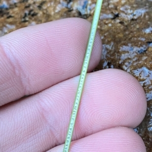 Juncus remotiflorus at Cocoparra National Park - 23 Jun 2024